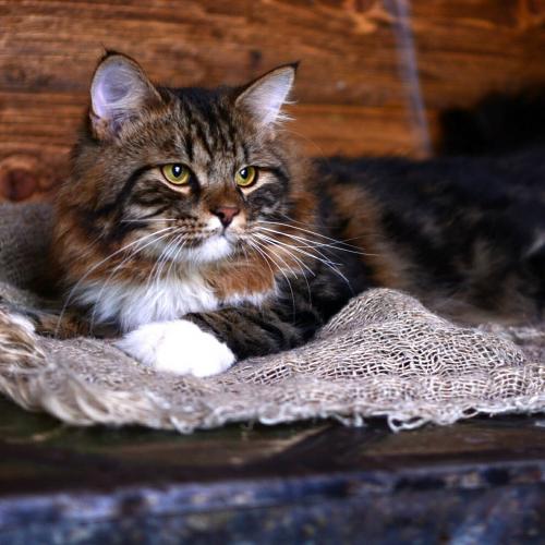 GENERAL Siberian Sapphir (����)