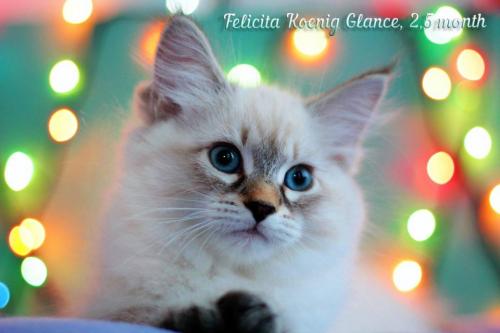 Felicita Koenig Glance (����)