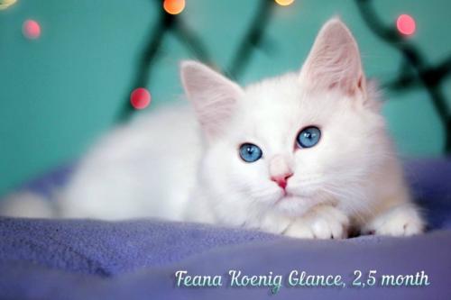 Feana Koenig Glance (����)