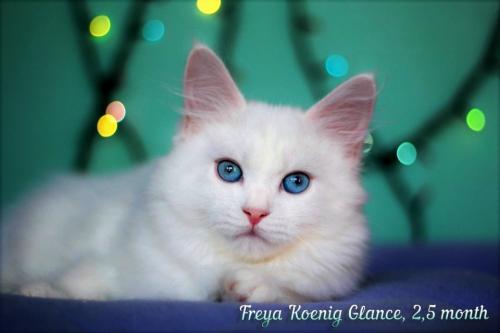 Freya Koenig Glance (����)