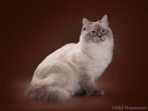 ����� ������������ ������� (����)