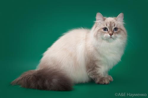 Vasilisa Vizantiysky Podarok (����)